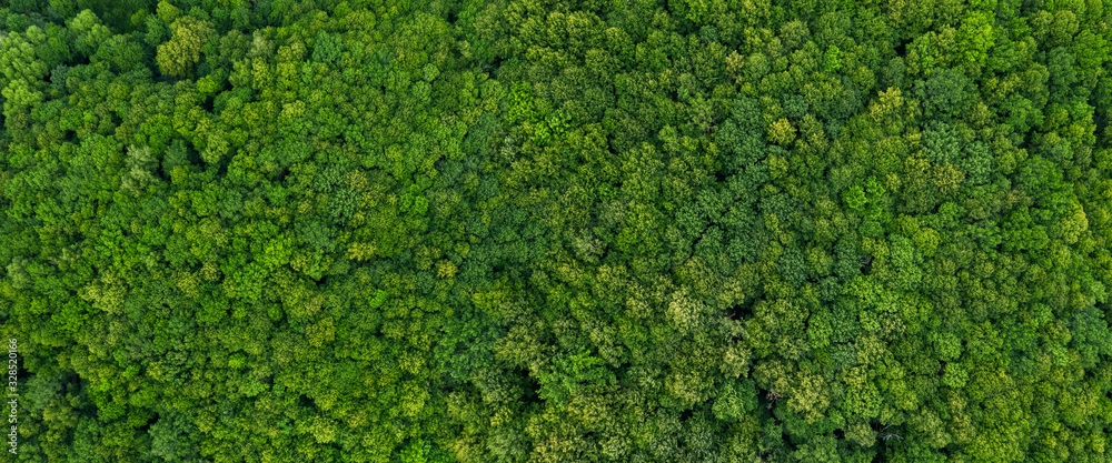 horný pohľad na les panoramaticky